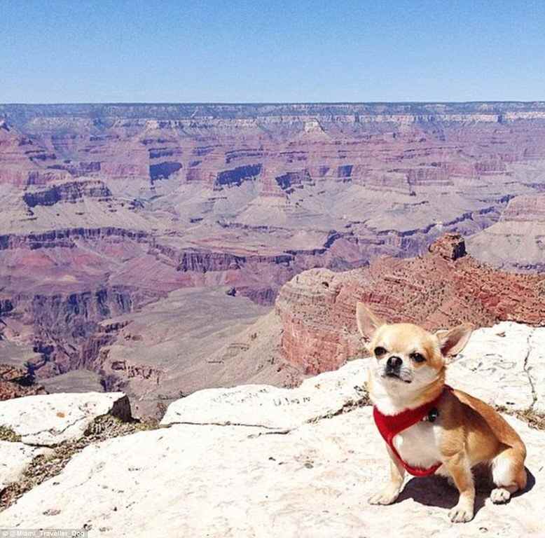 周游世界的汪星人，你羨慕嗎？