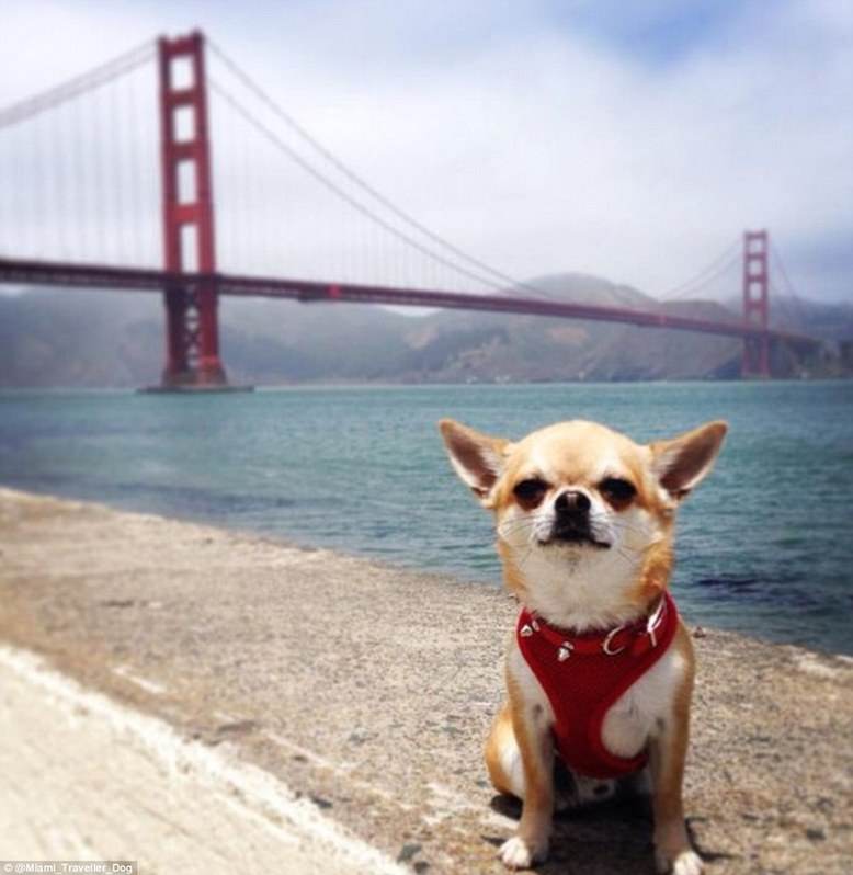 周游世界的汪星人，你羨慕嗎？