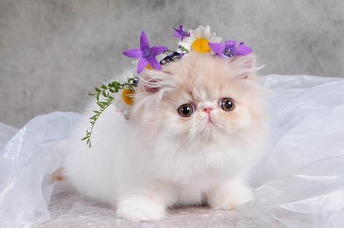 每個人都是“特別的雪花”?