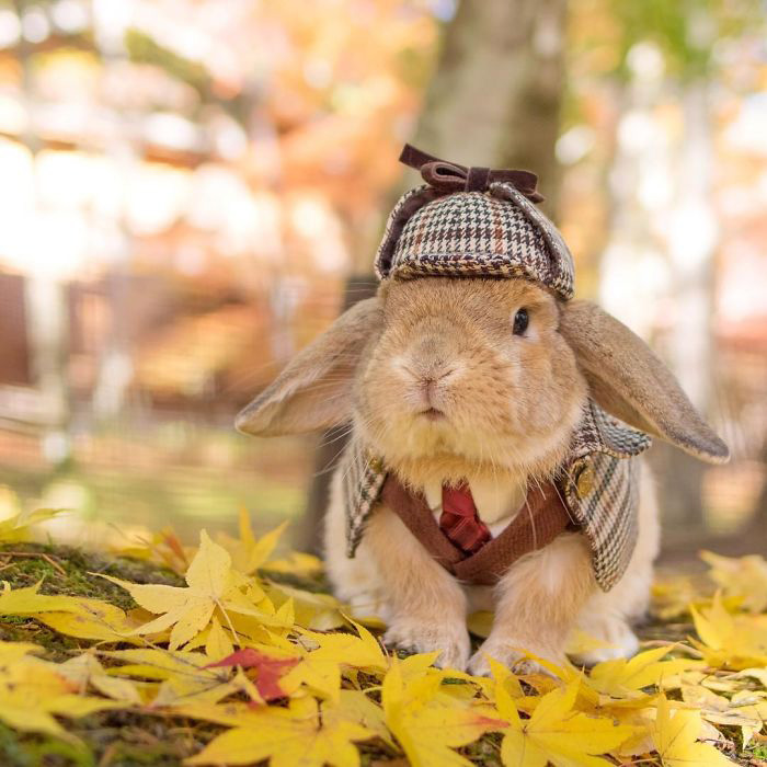 看過(guò)來(lái)：全世界最時(shí)髦的兔子在這里（組圖）