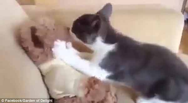 霸道貓咪強吻我，“小污”強吻泰迪熊走紅網絡