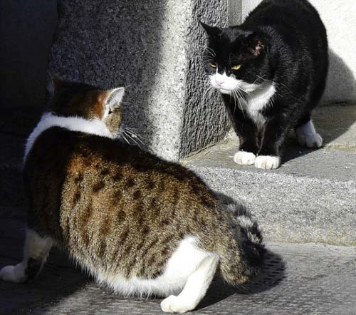 顏面掃地:英外交部“首席捕鼠官”偷溜首相府 無情被逐