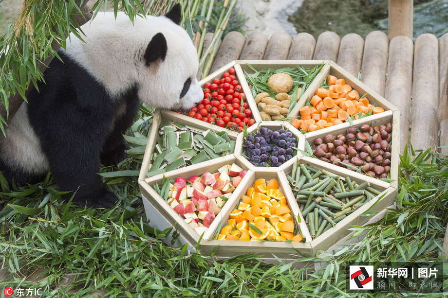 吃得開心！韓國動物園大熊貓提前享受節日大餐（組圖）