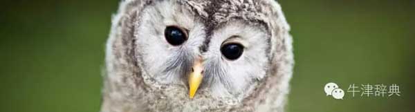 各種動物的孩子們用英文怎么稱呼呢?