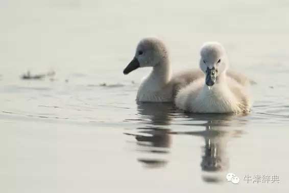 各種動物的孩子們用英文怎么稱呼呢?