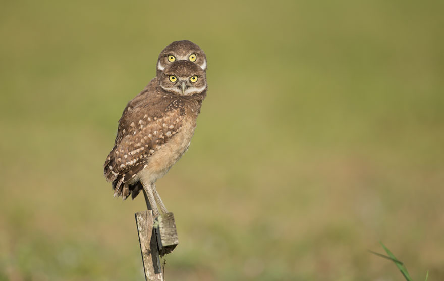 2016最搞笑野生動物攝影作品欣賞（組圖）