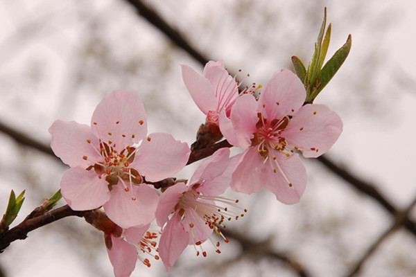 如何地道地跟老外聊“春天”？
