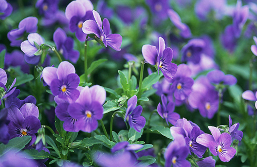 如何地道地跟老外聊“春天”？