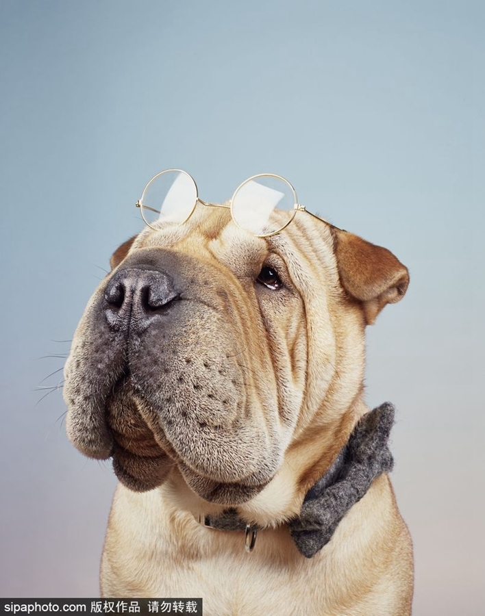 鏟屎官們看過來！狗狗“證件照”要這么拍（組圖）