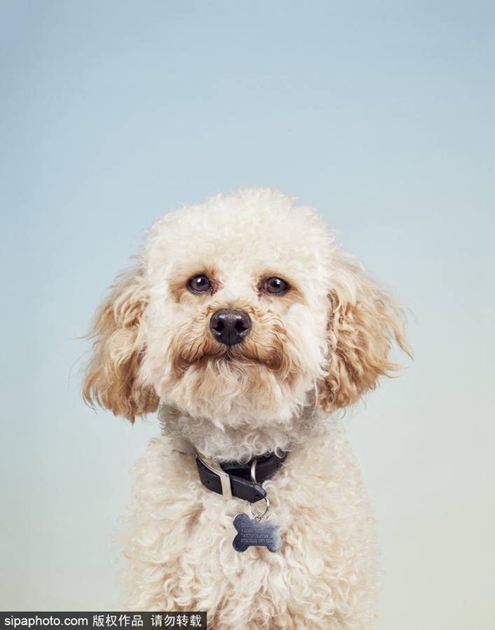 鏟屎官們看過來！狗狗“證件照”要這么拍（組圖）