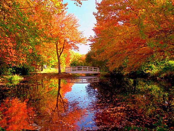 愛風景的“賞葉人”