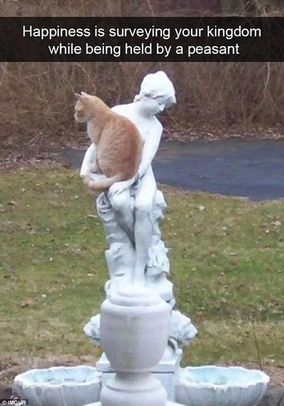 從功夫貓、醫生貓到蜘蛛貓，喵星人要被玩壞了