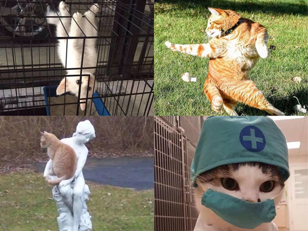 從功夫貓、醫生貓到蜘蛛貓，喵星人要被玩壞了