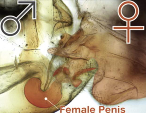 2017搞笑諾貝爾獎揭曉啦!看看今年奇葩研究都有啥