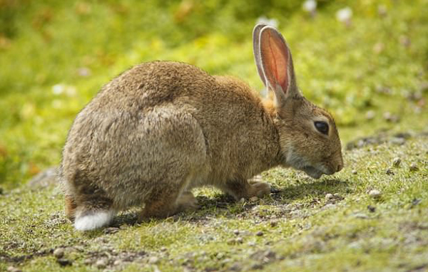 寵物不想養了怎么辦？瑞士人民的做法是送到動物園喂老虎!