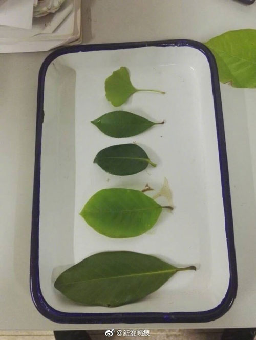 6000片樹葉做出美裙 原來他們是這么做到的！