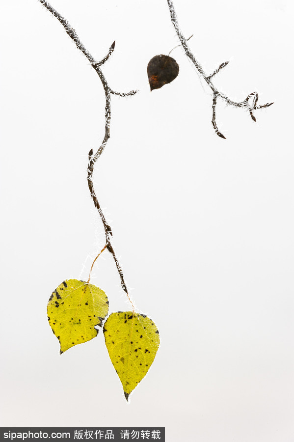 純凈的北方國度 加拿大冬日風光（組圖）