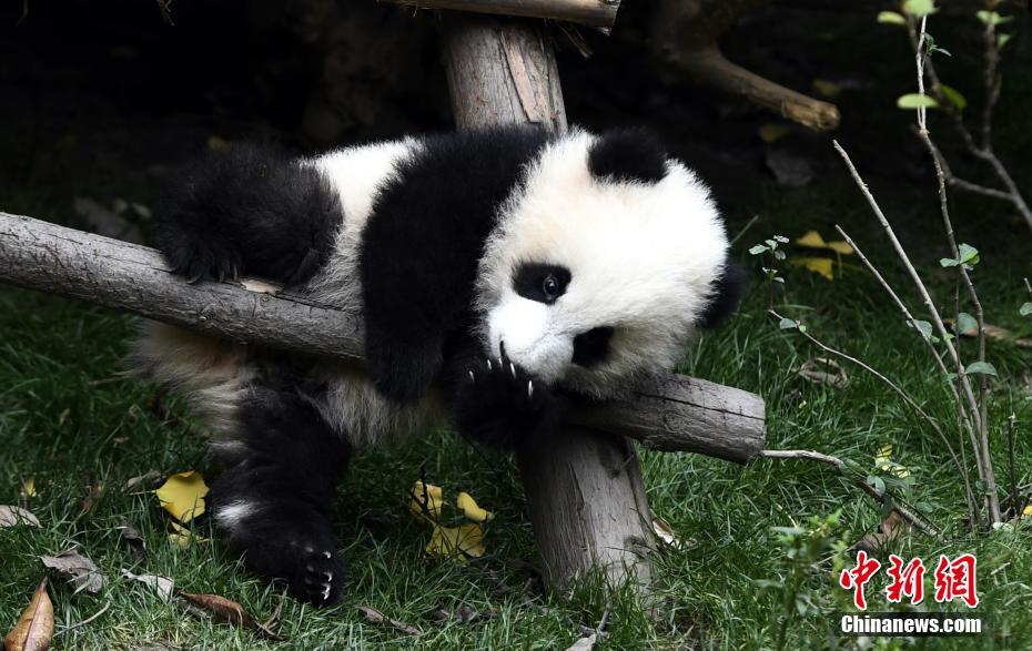 2017年新生大熊貓耍寶 你們是吃可愛長大的吧！（組圖）