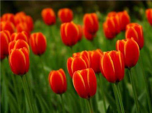 小心比特幣泡沫！法媒盤點史上5次最瘋狂“吹泡泡”