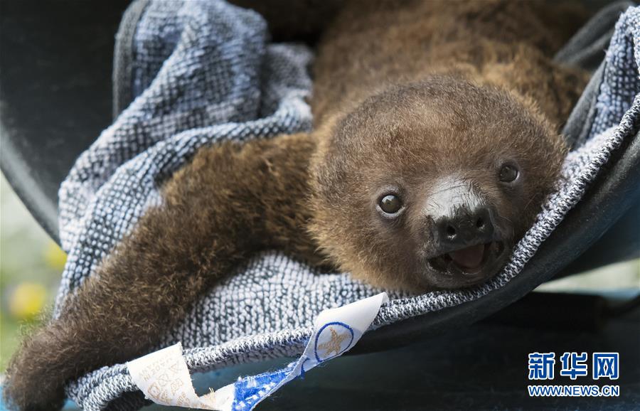 萌萌噠！“治愈系”動物們的憨萌瞬間（組圖）