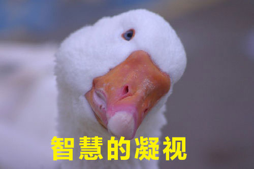 如何高級(jí)又委婉地表達(dá)“你很蠢”？