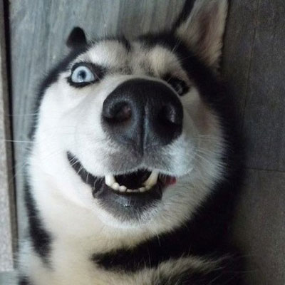 如何高級(jí)又委婉地表達(dá)“你很蠢”？