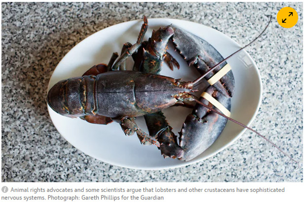 瑞士規(guī)定龍蝦須先打昏才能下水煮 因為龍蝦很怕疼