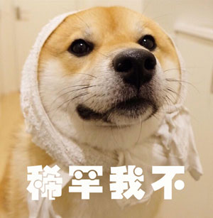 調查顯示狗奴比貓奴賺得多，你覺得準嗎？