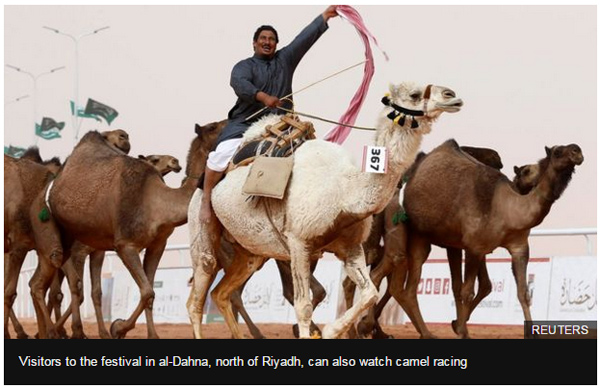 駱駝選美也造假！部分駱駝因整容被取消資格