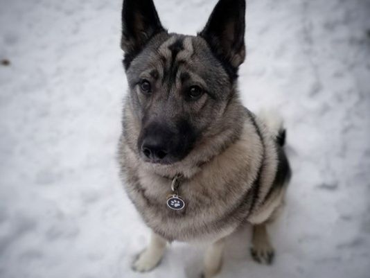 密歇根州政府為什么要給一條狗發失業救濟金