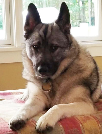 密歇根州政府為什么要給一條狗發失業救濟金