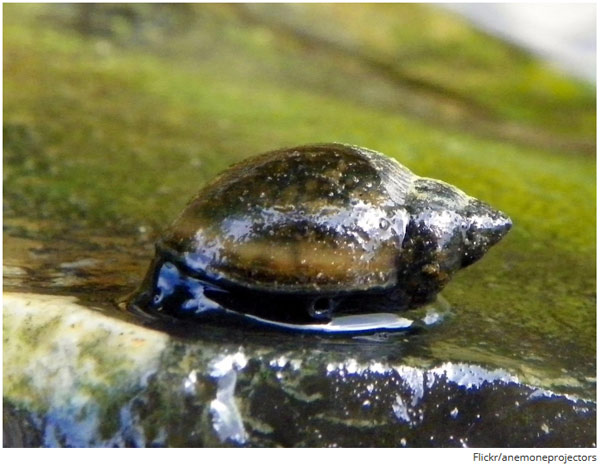 世界上最致命的動物 第一名居然不是人類