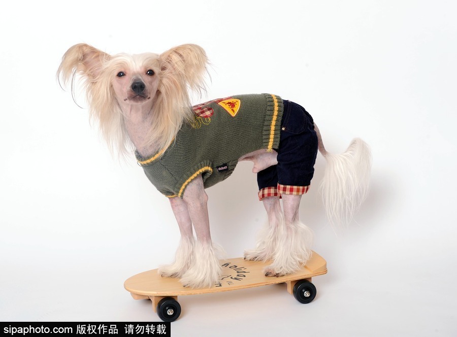 人不如狗系列！走進全世界最奢華的狗狗生活（組圖）