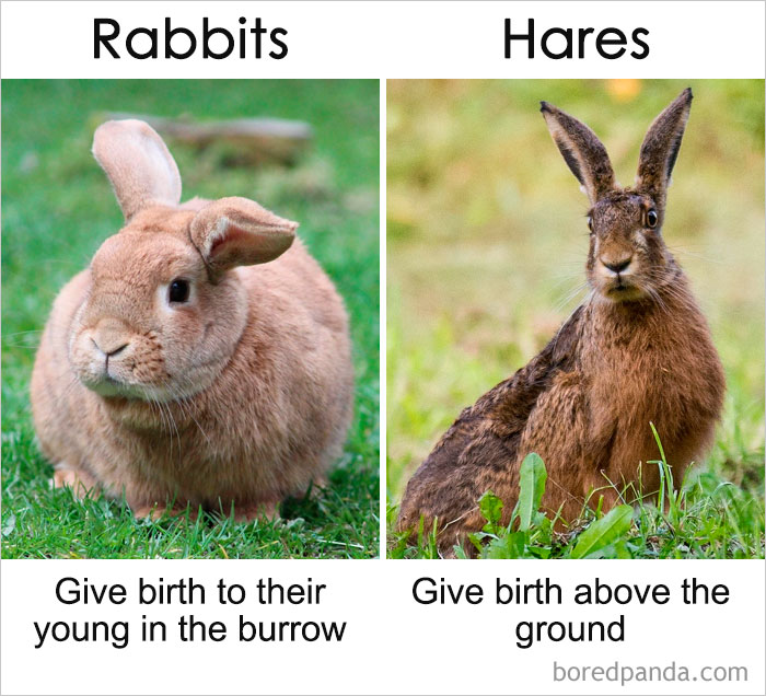 一直以來你都以為它們是同一種東西？事實是這樣的……（組圖）