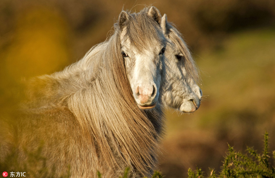 曬曬動物界神奇錯位攝影：無頭企鵝雙頭馬……你被騙了嗎？（組圖）