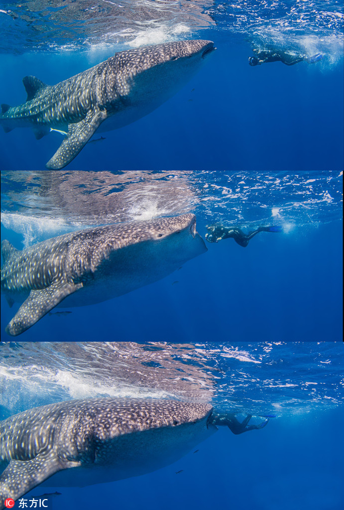 曬曬動物界神奇錯位攝影：無頭企鵝雙頭馬……你被騙了嗎？（組圖）