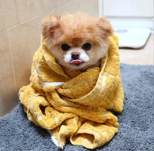 2014萌萌噠!網絡最紅寵物年度盤點