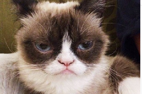 2014萌萌噠!網(wǎng)絡(luò)最紅寵物年度盤點