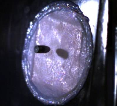 科學家研制出防彈皮膚