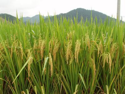 超級水稻 super grain