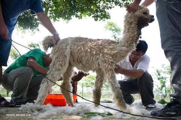 Alpacas shaved at Hefei Wildlife Park