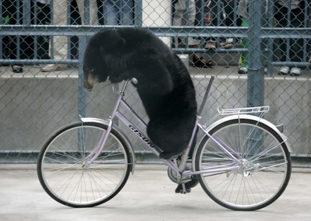 Animals performers during a circus show in Fuzhou