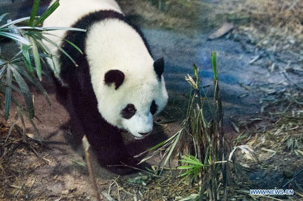 Giant panda cub 'Yuanzai' weaned