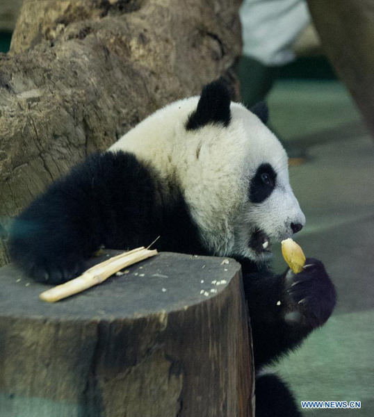 Giant panda cub 'Yuanzai' weaned