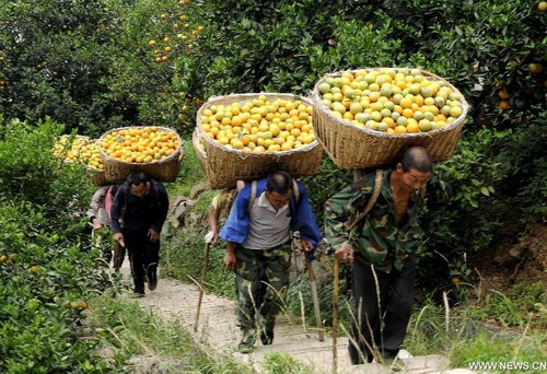 Orange harvest in C China