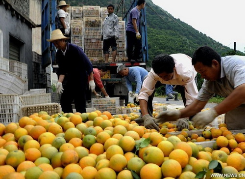 Orange harvest in C China