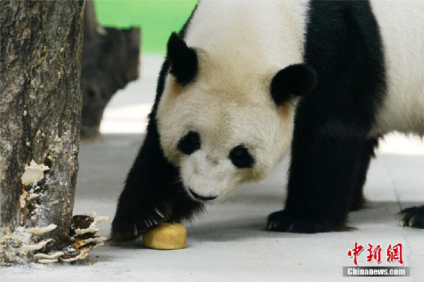 Pandas enjoy moon cakes at Taihu Lake National Wetland Park