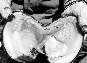 數公里長的死魚帶：沼氣還是工業污染？