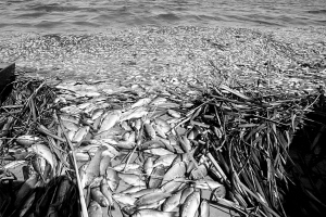 數公里長的死魚帶：沼氣還是工業污染？