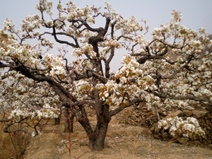 山東泰安岱岳區萬畝梨花盛開